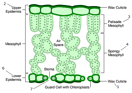 Internal leaf structure diagram